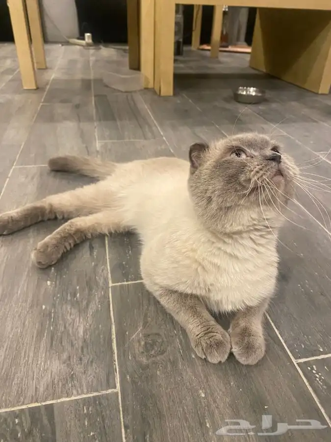 قط ذكر سكوتش تربل فولد للتزاوج 1