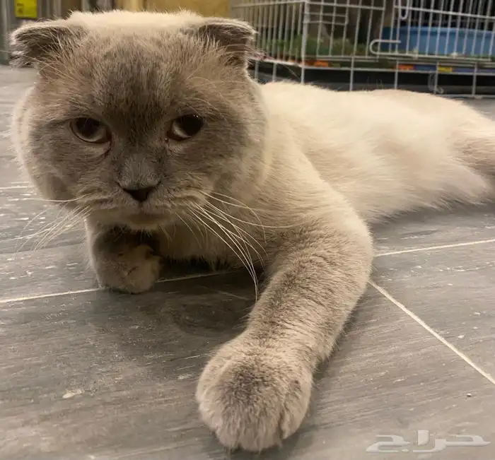 قط ذكر سكوتش تربل فولد للتزاوج 2