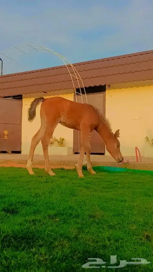 جرب ركوب الخيل في منتجع ( ديراب ) 2