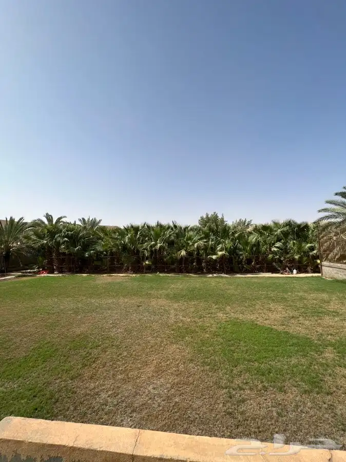 نخل وشنطونيا 11
