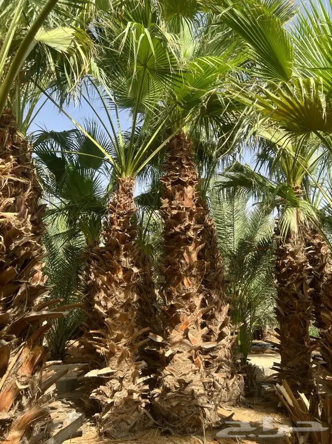 نخل وشنطونيا 4
