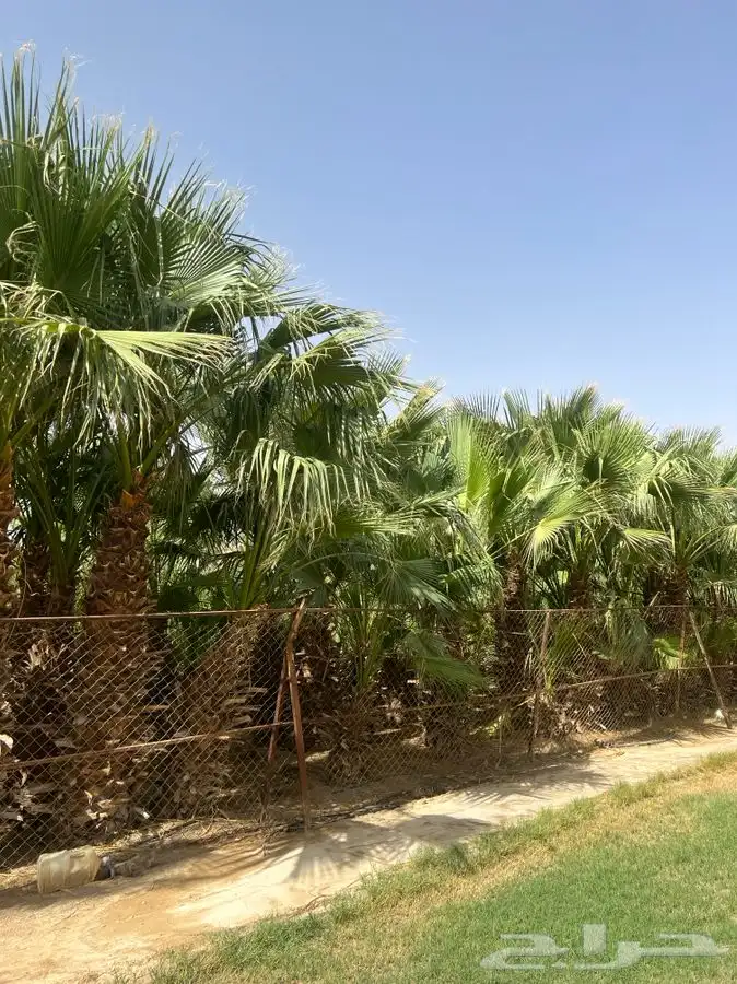 نخل وشنطونيا 9