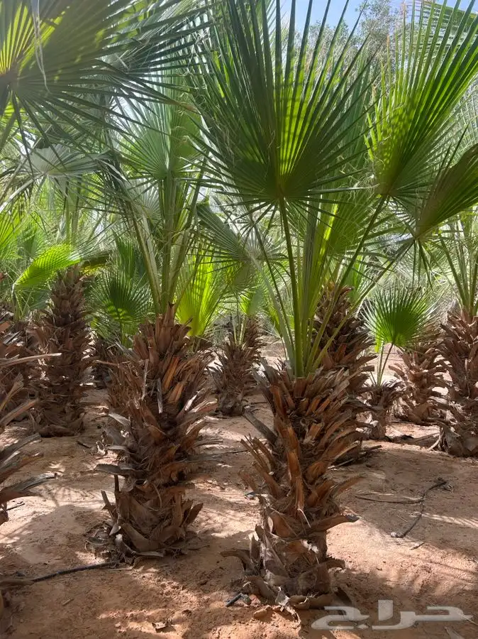نخل وشنطونيا 1