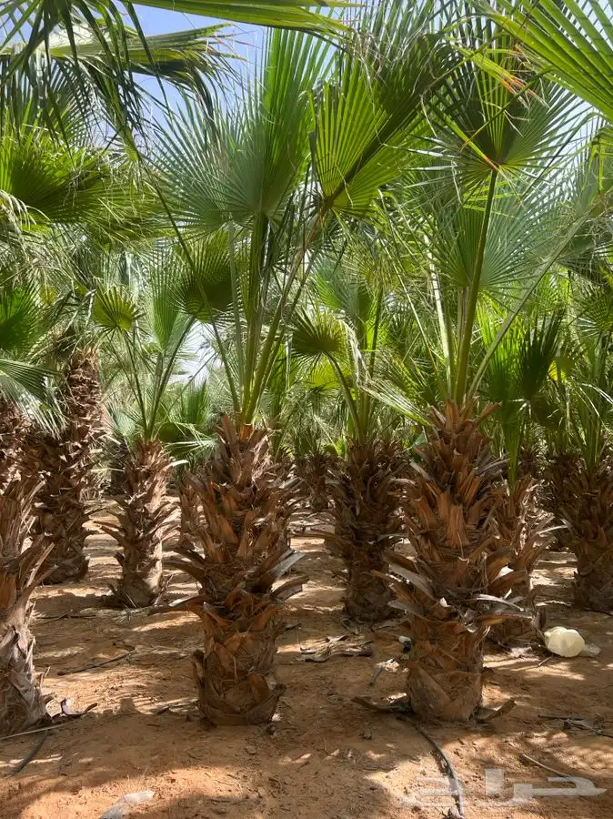 نخل وشنطونيا 0