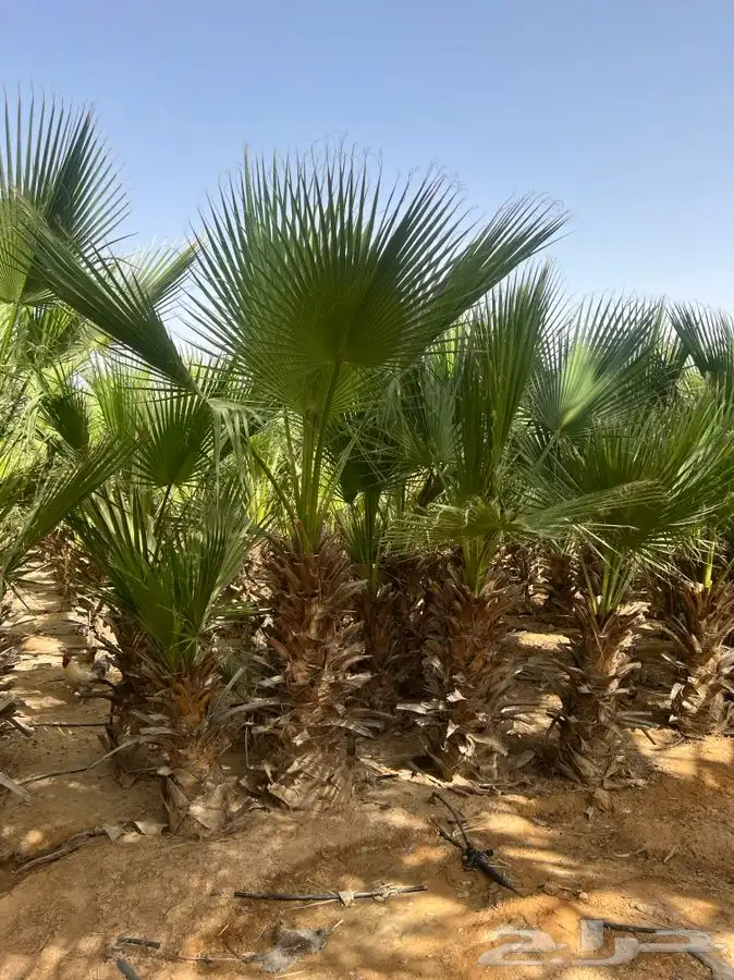 نخل وشنطونيا 7