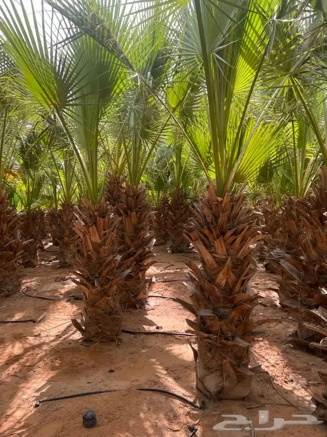 نخل وشنطونيا 2