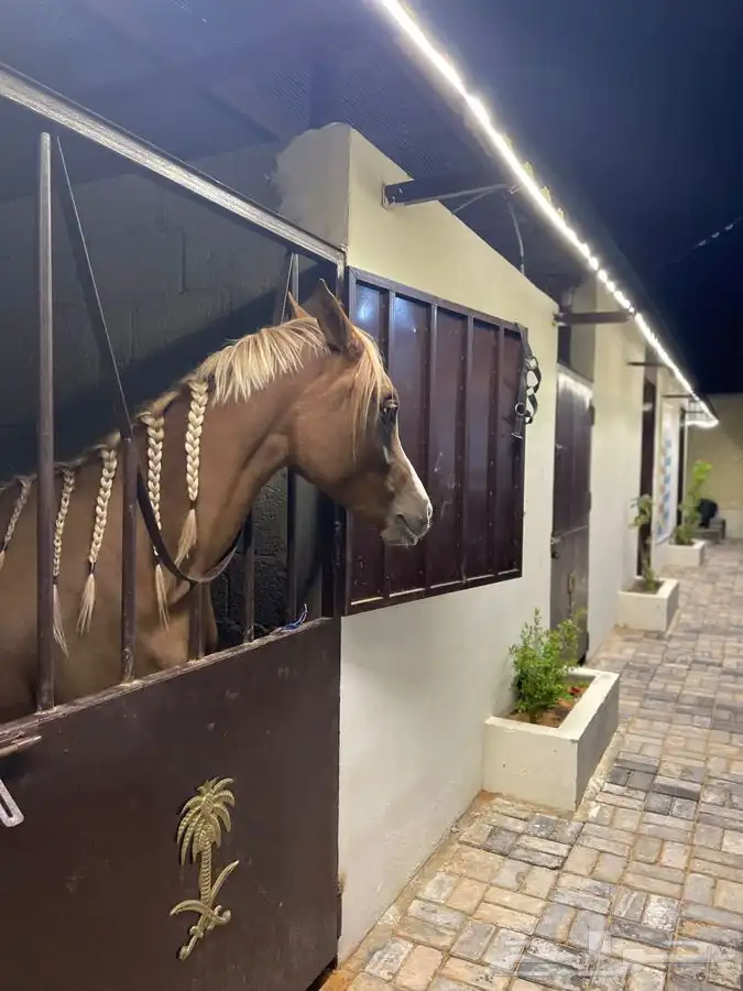 جرب ركوب الخيل في منتجع ( ديراب ) 4