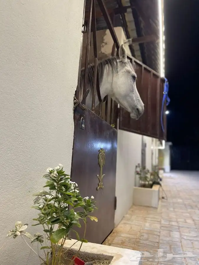 جرب ركوب الخيل في منتجع ( ديراب ) 6