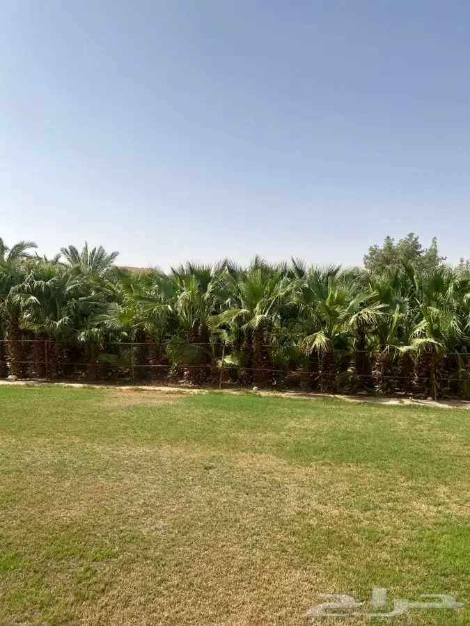 نخل وشنطونيا 13