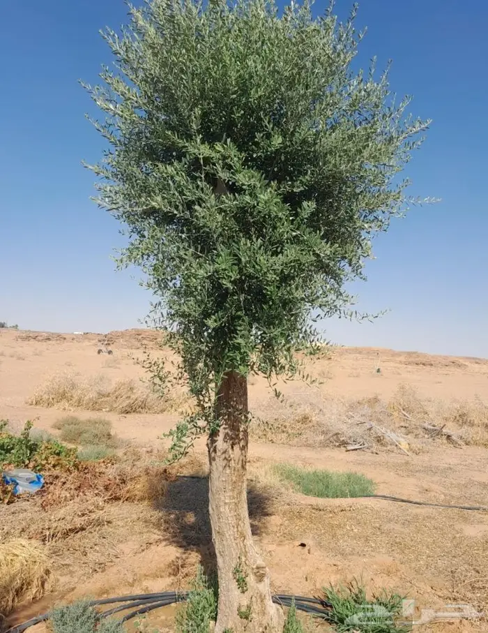 اشجار زيتون للبيع معمر وغير معمر 7