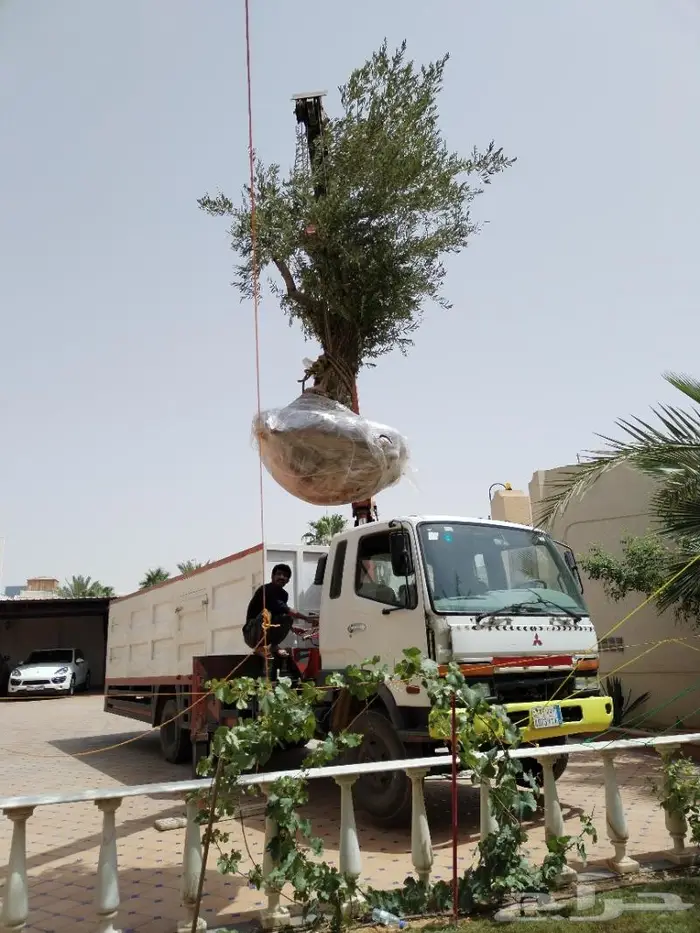 اشجار زيتون للبيع معمر وغير معمر 12