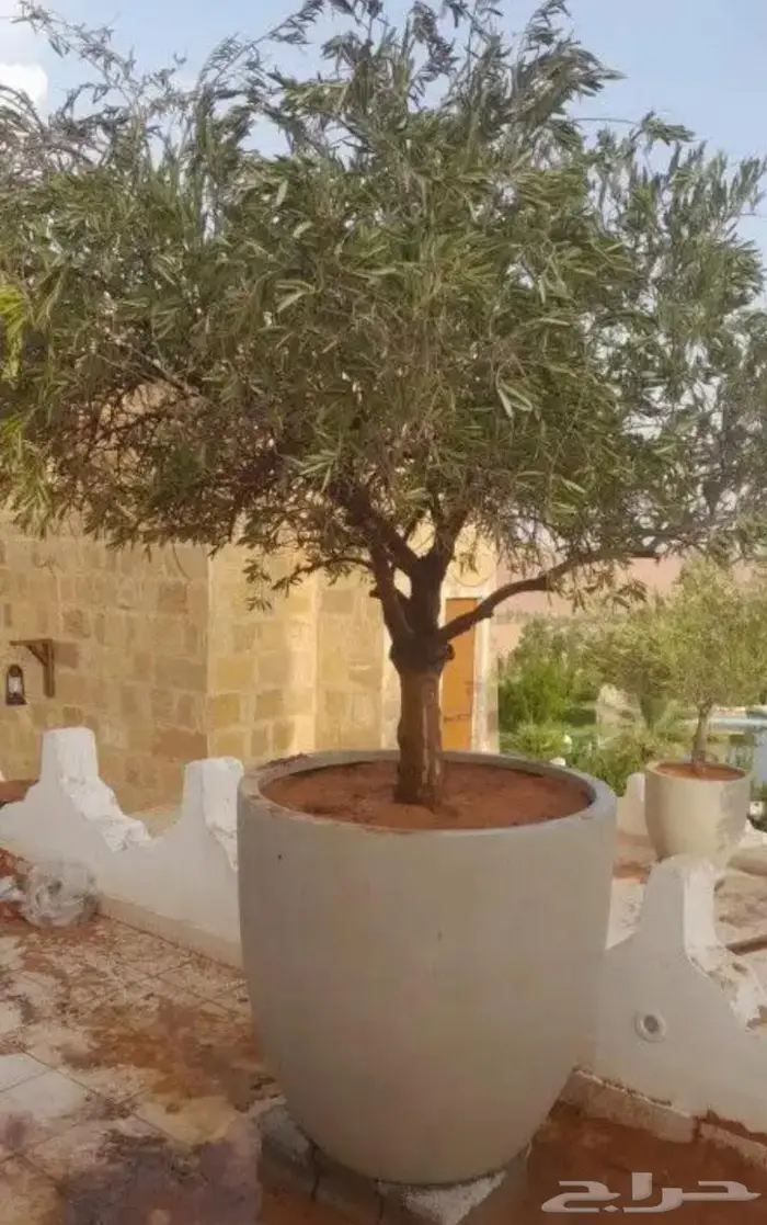 اشجار زيتون للبيع معمر وغير معمر 3