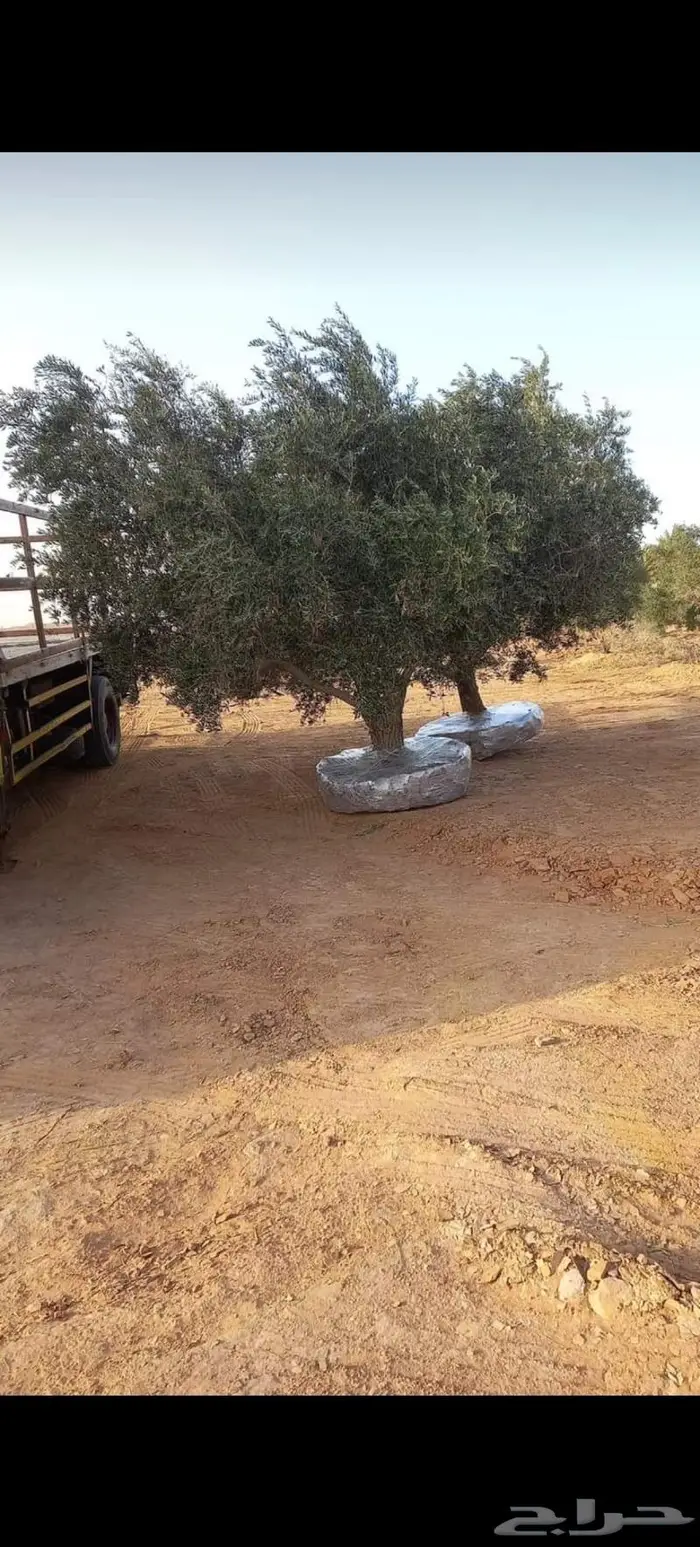 اشجار زيتون للبيع معمر وغير معمر 8
