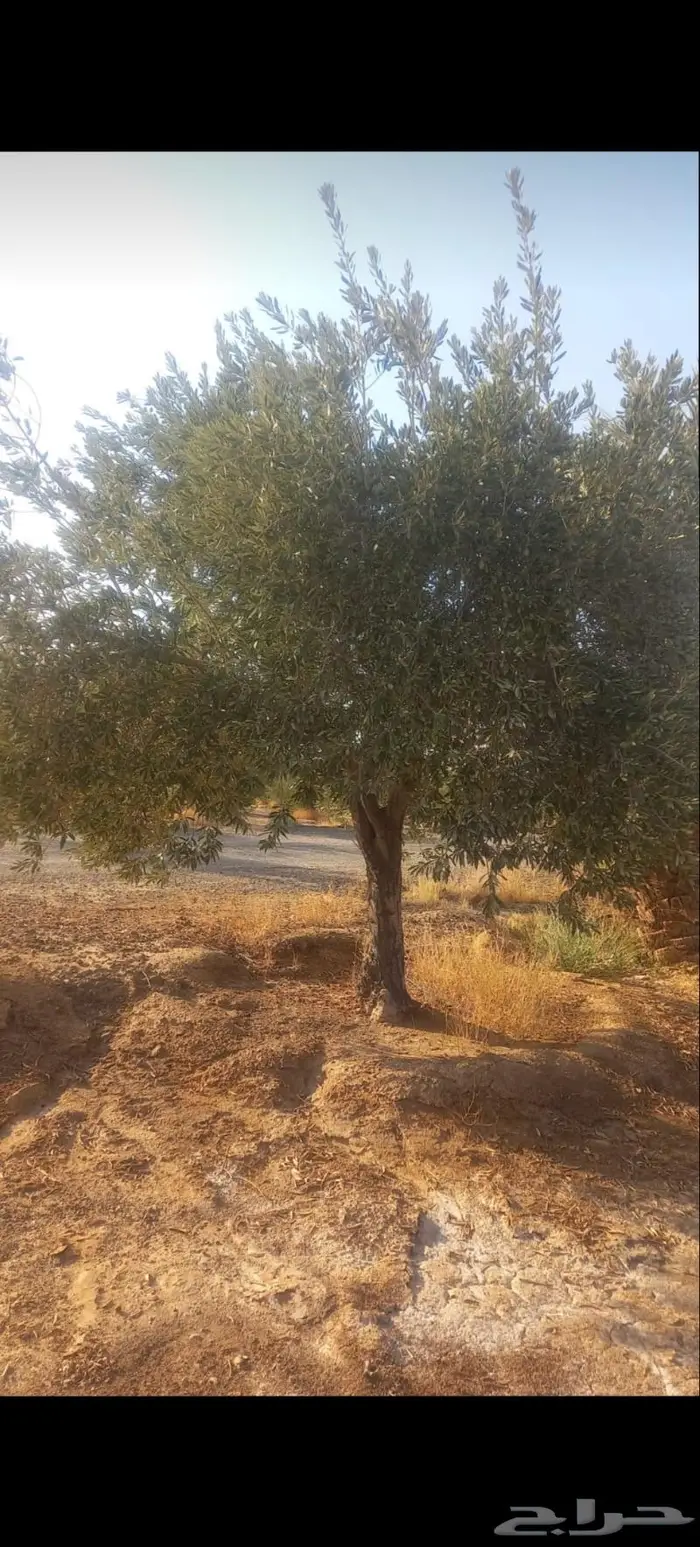 اشجار زيتون للبيع معمر وغير معمر 10