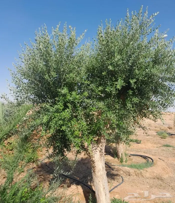 اشجار زيتون للبيع معمر وغير معمر 6