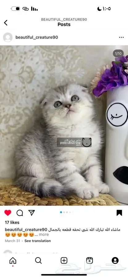 سكوتش فولد تربل قولد سكوتش ستريت قطط قط قطوه كيتن بيرشن 4