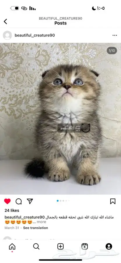 سكوتش فولد تربل قولد سكوتش ستريت قطط قط قطوه كيتن بيرشن 2