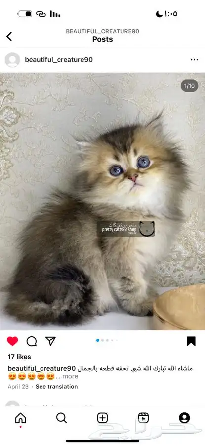 سكوتش فولد تربل قولد سكوتش ستريت قطط قط قطوه كيتن بيرشن 3