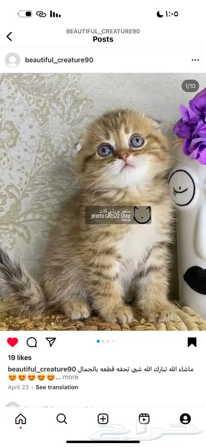 سكوتش فولد تربل قولد سكوتش ستريت قطط قط قطوه كيتن بيرشن 1