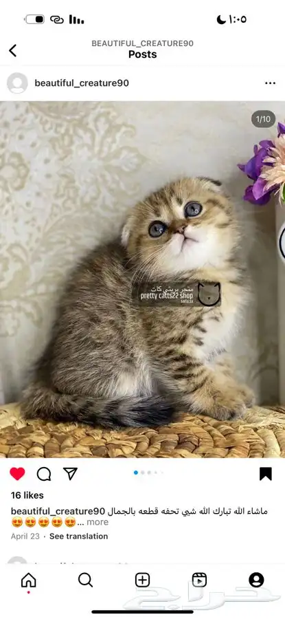 سكوتش فولد تربل قولد سكوتش ستريت قطط قط قطوه كيتن بيرشن 0