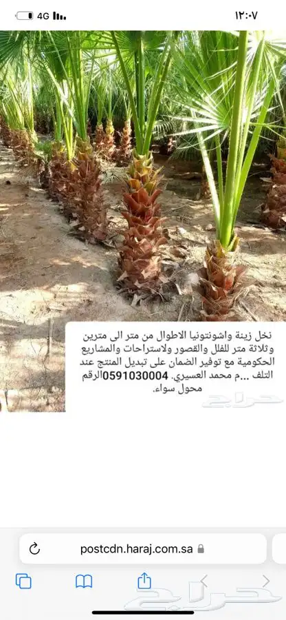 نخل زينة واشنتونيا 3