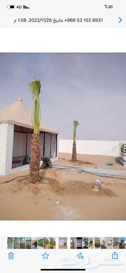 نخل زينة واشنتونيا 2