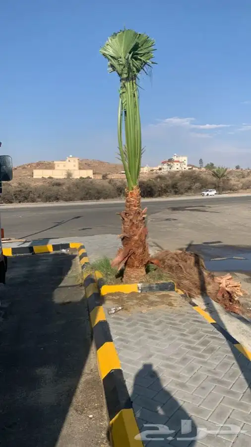 نخل زينة واشنتونيا 1