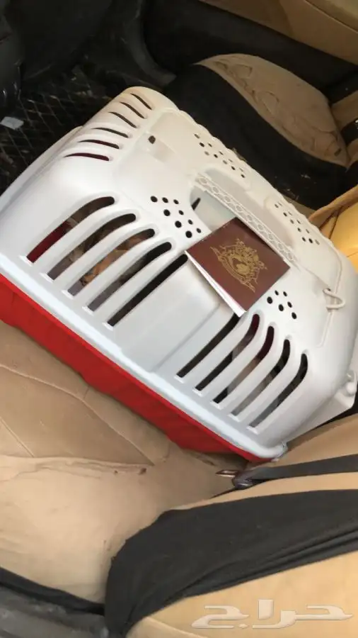 توصيل ونقل قطط وطيور 1