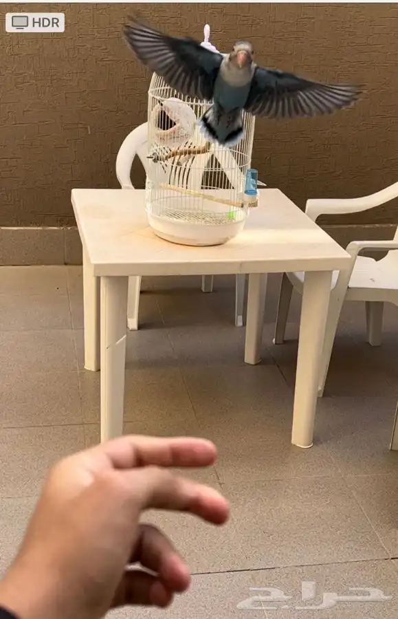 فيشر هولندي 2