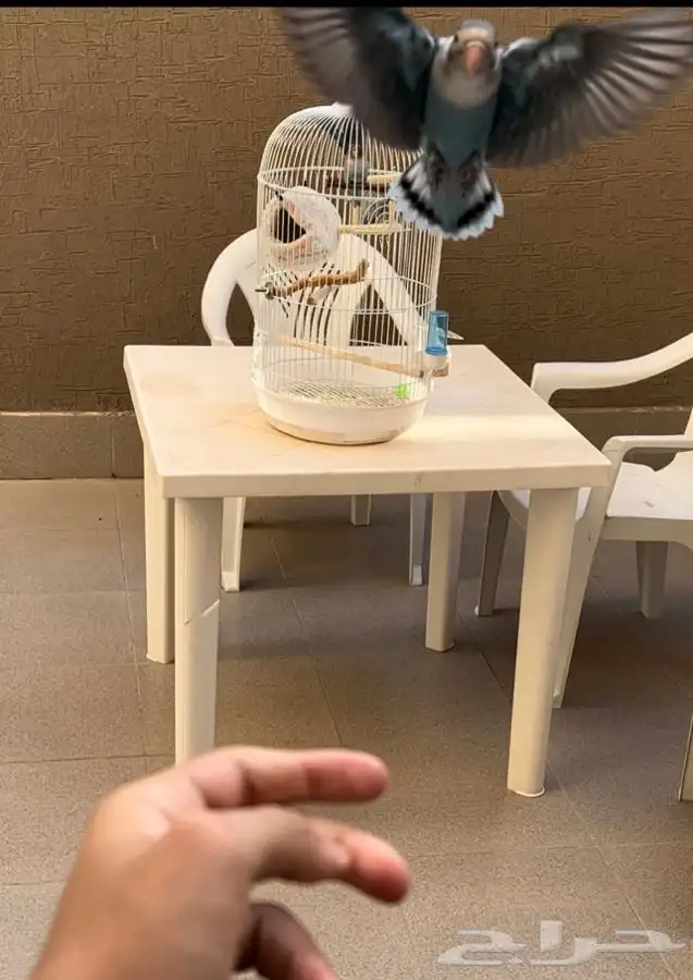 فيشر هولندي 0