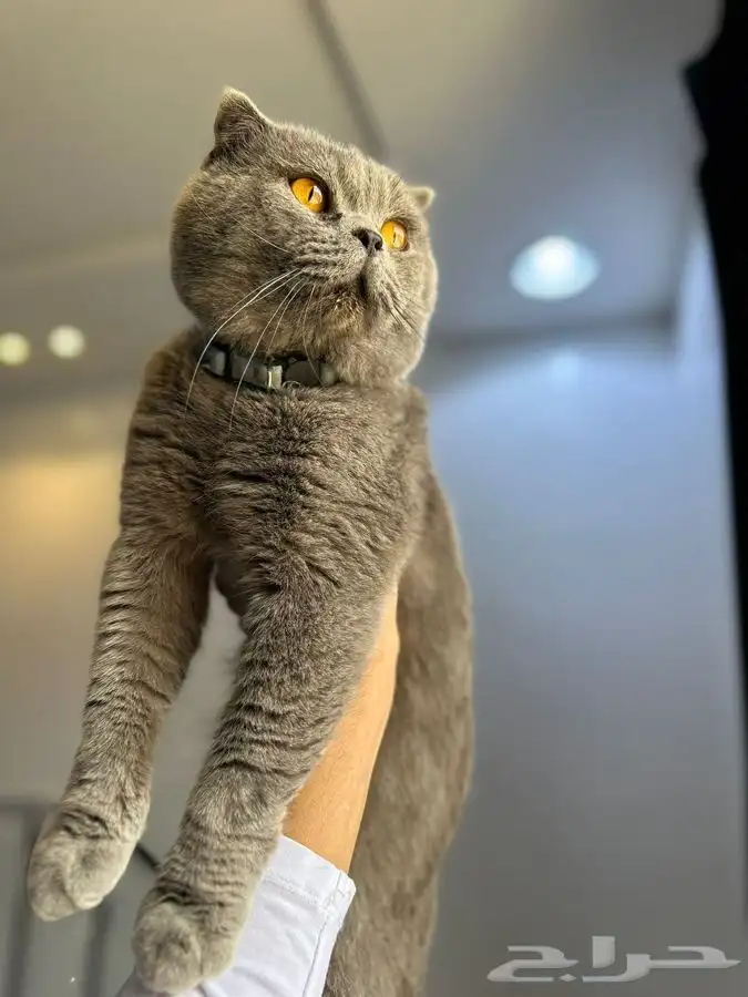 للتزاوج ذكر سكوتش دبل فولد بلو يوجد تقسيط تابي 1