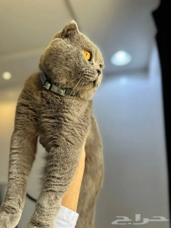 للتزاوج ذكر سكوتش دبل فولد بلو يوجد تقسيط تابي 0