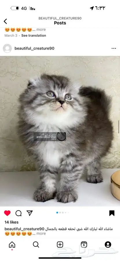 شيرازي هملايا بيكي فيس سكوتش فولد قطط قطه قطو قطوه قط قطط 1