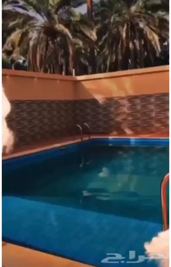 مزرعة و مسبح و العاب مائية للايجار اليومي في سدير 4