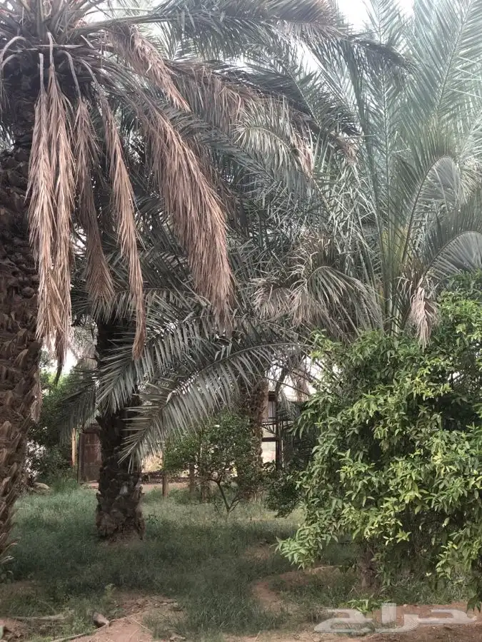 مزرعة و مسبح و العاب مائية للايجار اليومي في سدير 15