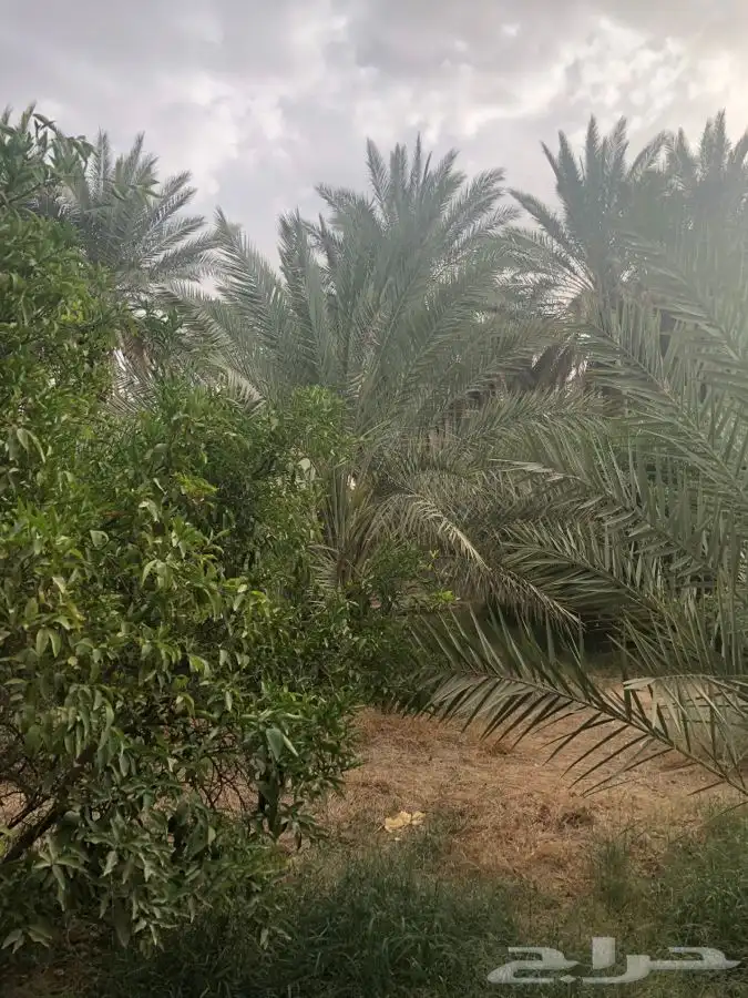 مزرعة و مسبح و العاب مائية للايجار اليومي في سدير 14