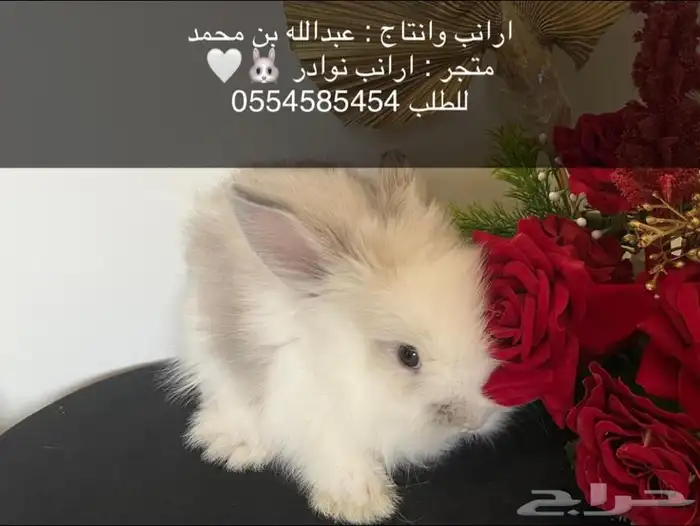ارانب 0
