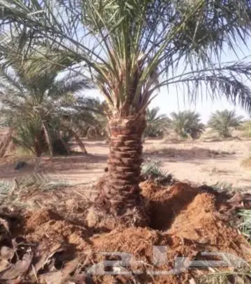 سياج شبوك القصيم مزارع 2