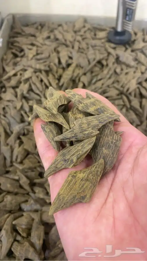 عود كمبودي بيور 1