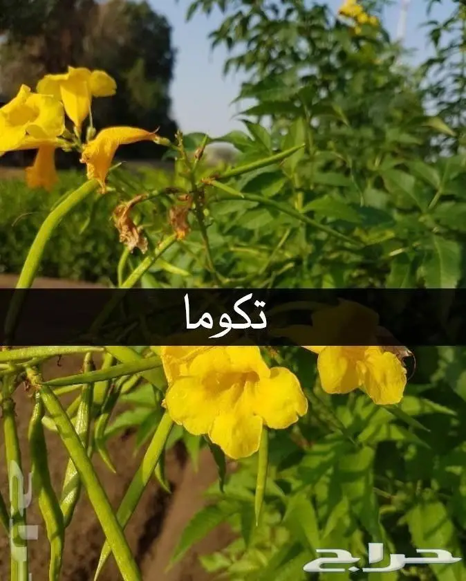شتلات برية - الطلح السمر- الغاف الخليجي - القرض - السدر الخ 2