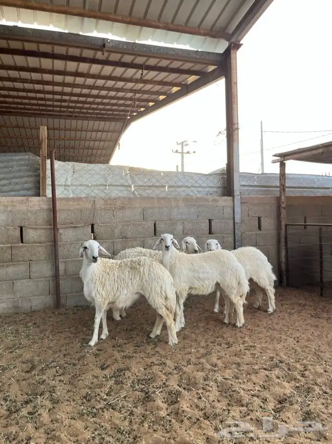 رخال حريات 5