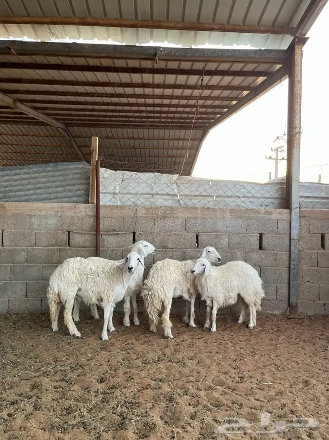 رخال حريات 4