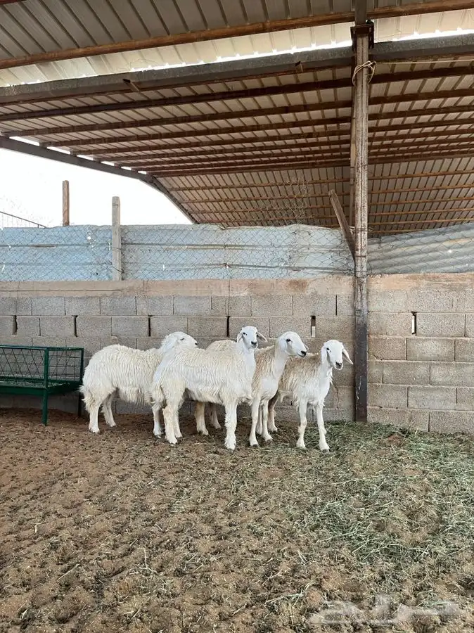 رخال حريات 0