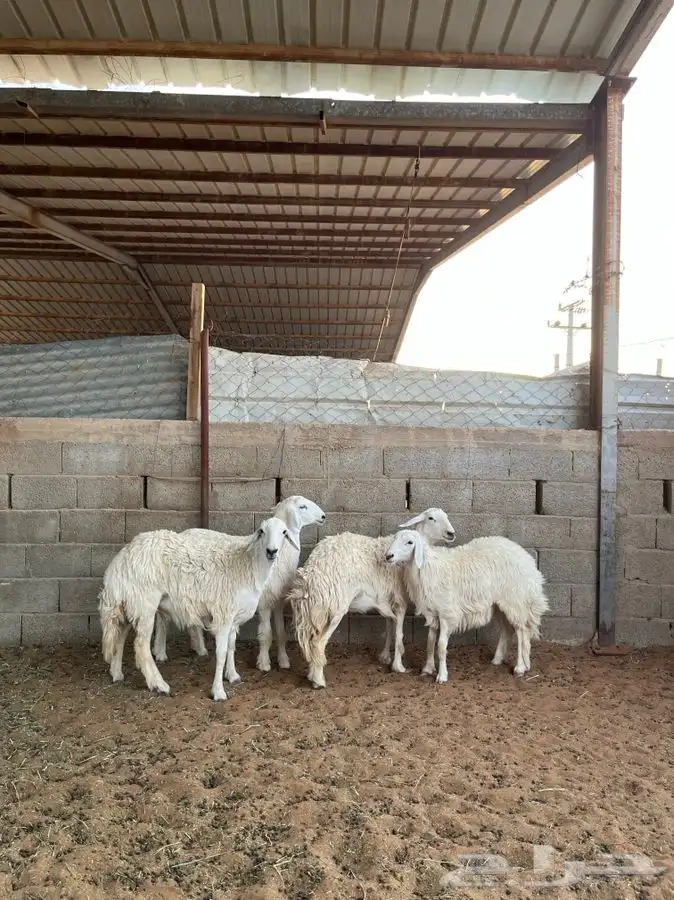 رخال حريات 3