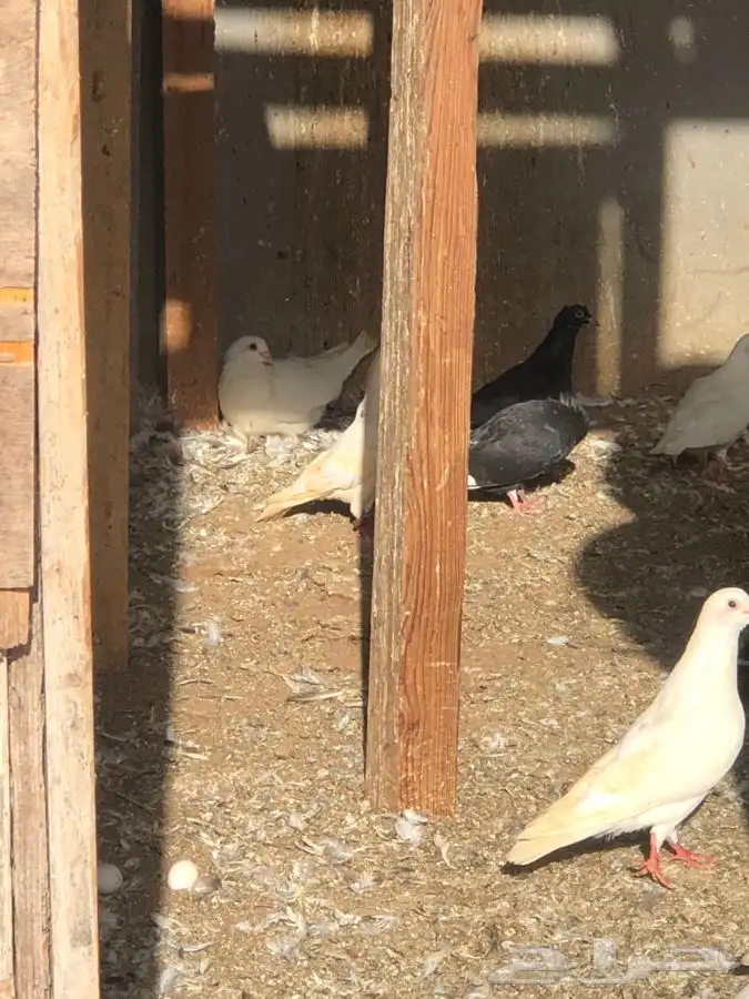 دجاج وحمام وزغاليل وبط 3