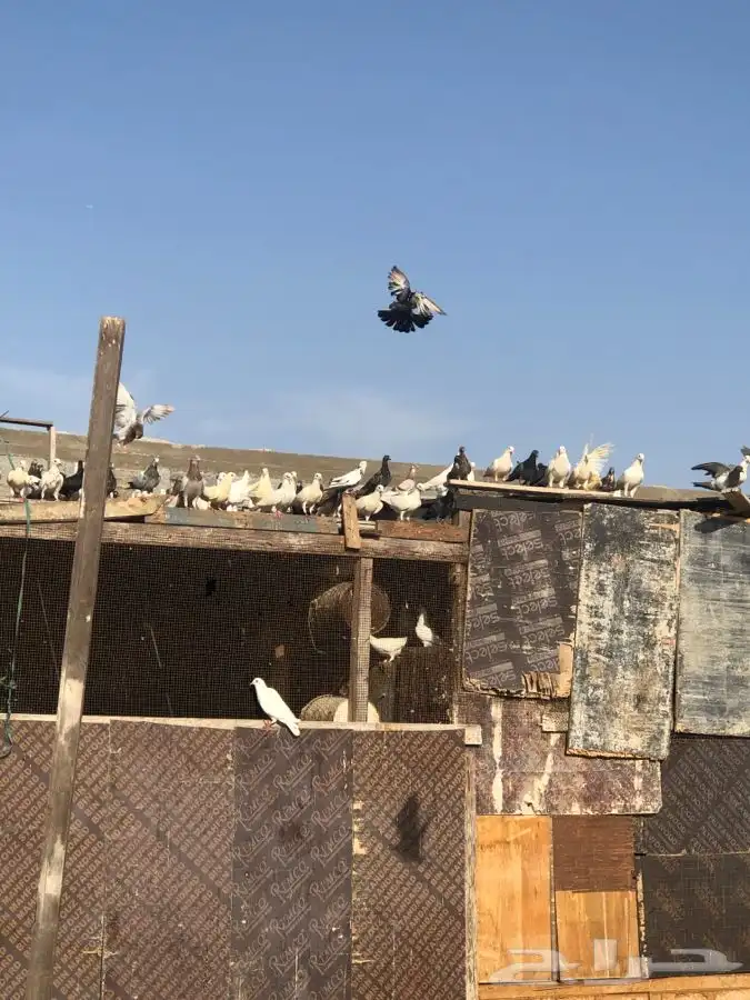 دجاج وحمام وزغاليل وبط 2