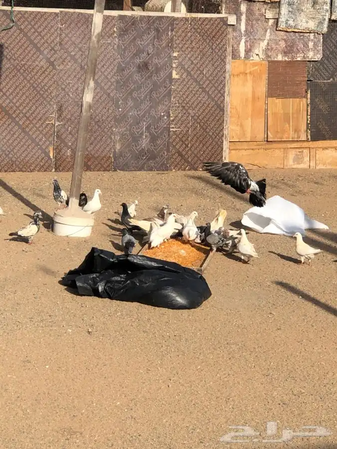 دجاج وحمام وزغاليل وبط 1
