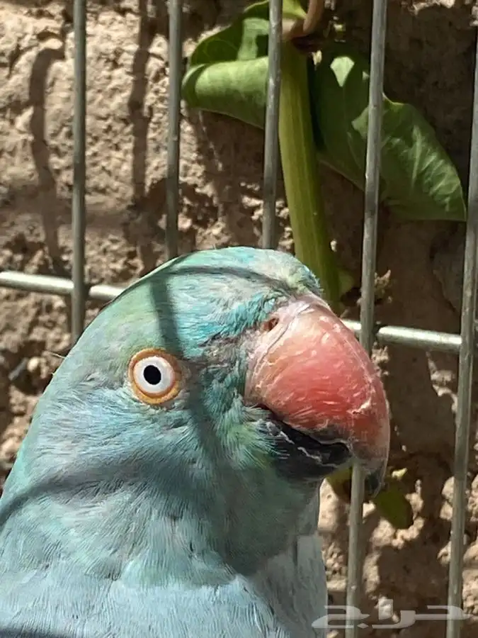 انثى دره هولندي(تم البيع) 2