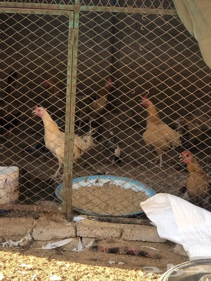 دجاج وحمام وزغاليل وبط 13