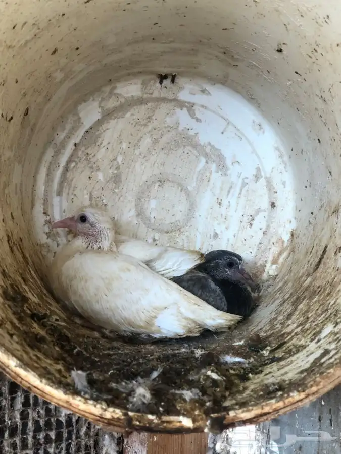 دجاج وحمام وزغاليل وبط 5